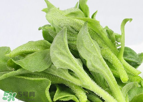 冰草可以放冰箱嗎？冰草能用冰塊保存嗎？