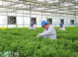?冰草為什么會(huì)酸？冰草為什么是酸的？