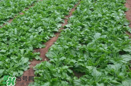 冰菜什么季節(jié)種植？冰菜怎么種植？