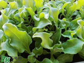 冰菜什么季節(jié)種植？冰菜怎么種植？