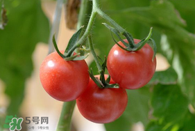 蝦爬子可以和西紅柿一起吃嗎？蝦爬和西紅柿能一起吃嗎？