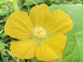 黃瓜花能吃嗎？黃瓜花怎么吃