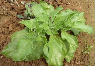 冰菜什么季節(jié)種植？冰菜怎么種植？