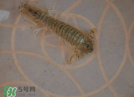 蝦爬子怎么保存？蝦爬子怎么保存才新鮮？