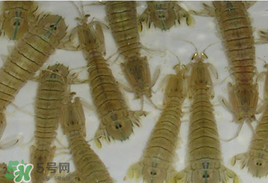 蝦爬子怎么保存？蝦爬子怎么保存才新鮮？