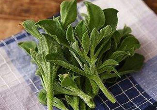 吃冰菜有什么好處？冰菜吃了有什么好處？