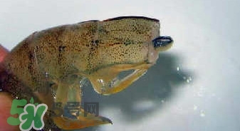 油燜大蝦怎么洗？油燜大蝦怎么清洗