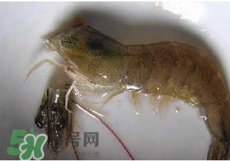 油燜大蝦怎么洗？油燜大蝦怎么清洗