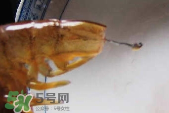 油燜大蝦怎么洗？油燜大蝦怎么清洗