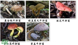 牛肝菌有毒嗎？有毒牛肝菌圖片