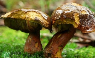牛肝菌有毒嗎？有毒牛肝菌圖片