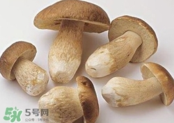 美味牛肝菌多少錢(qián)一斤？一斤牛肝菌多少錢(qián)？