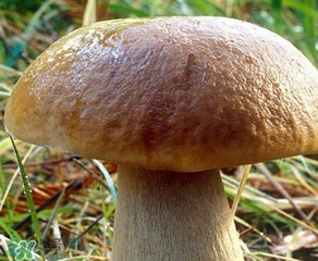 美味牛肝菌多少錢(qián)一斤？一斤牛肝菌多少錢(qián)？