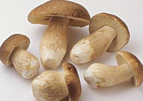 牛肝菌怎么吃？牛肝菌怎么做不會中毒