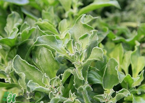 冰菜是什么菜？冰菜和冰草一樣嗎？