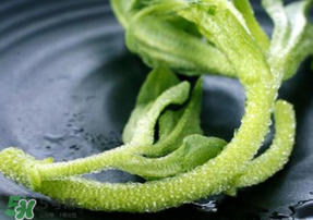 冰菜是什么菜？冰菜和冰草一樣嗎？