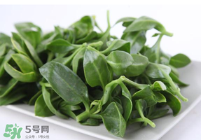 冰菜和穿心蓮是同一種菜嗎？冰菜和穿心蓮是一科嗎？