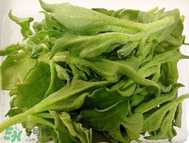 冰菜可以生吃嗎？冰菜能生吃嗎？