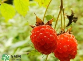 刺泡怎么吃？刺泡使用方法