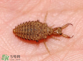 蟻獅價格多少錢一斤？蟻獅多少錢一克？