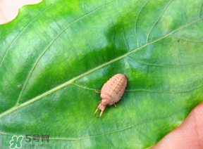 蟻獅價格多少錢一斤？蟻獅多少錢一克？