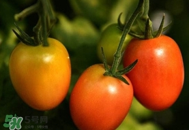圣女果是小西紅柿嗎？圣女果和西紅柿的區(qū)別