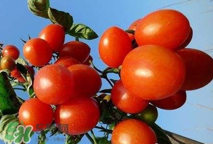 怎樣種植小番茄？小番茄怎么種