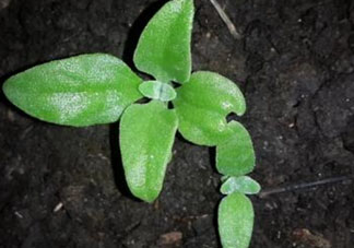 冰菜是什么菜？冰菜和冰草一樣嗎？