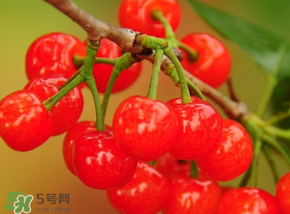 櫻桃可以帶上飛機嗎？坐飛機可以帶櫻桃嗎？