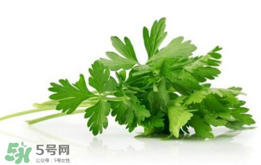 芹菜葉能吃嗎？芹菜葉可以吃嗎