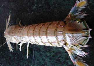爬蝦蒸還是煮？爬蝦蒸好還是煮好？