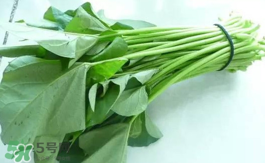 苕尖怎么摘？苕尖怎么擇