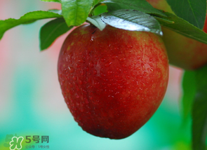油桃多少錢一斤？油桃多少錢一斤2017？