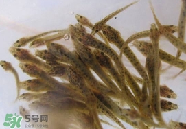 泥鰍吃什么？泥鰍吃什么食物