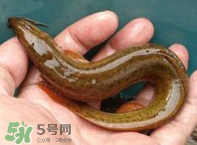 泥鰍是魚嗎？泥鰍是海鮮嗎