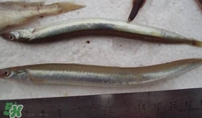 青島面條魚(yú)是什么魚(yú)？青島面條魚(yú)叫什么