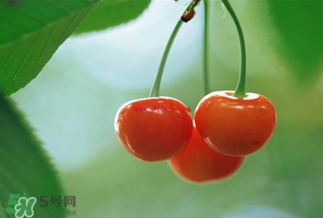 吃櫻桃會醉嗎？櫻桃吃多了會醉嗎？