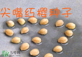櫻桃籽怎么種小盆栽？櫻桃籽可以種植嗎？
