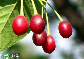 櫻桃籽有毒嗎？櫻桃籽能吃嗎？