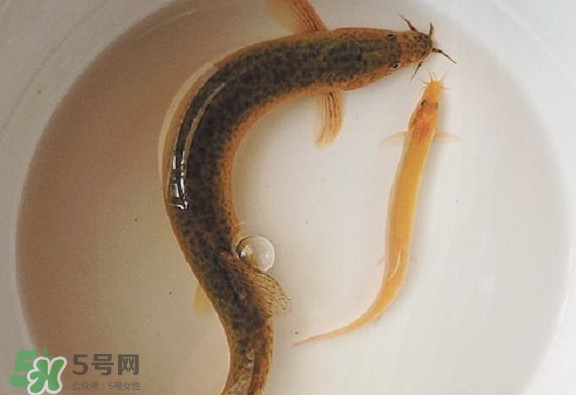 怎么處理泥鰍？泥鰍怎么處理干凈