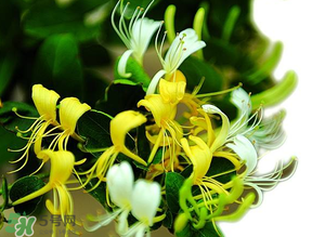 金銀花什么時候采摘最好？金銀花幾月份采摘？