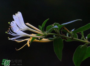 金銀花不能和什么一起吃？金銀花和什么相克？