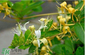 金銀花不能和什么一起吃？金銀花和什么相克？