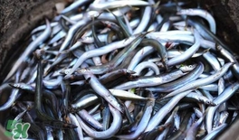面條魚有什么營養(yǎng)？面條魚營養(yǎng)價值