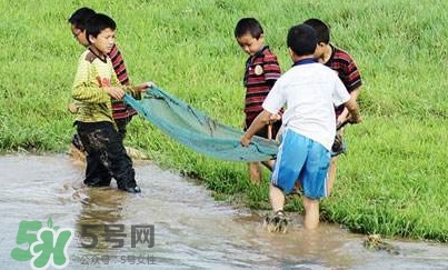 泥鰍怎么抓？泥鰍怎么捉
