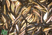 泥鰍有幾種？泥鰍品種大全