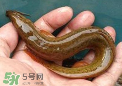 泥鰍死了多久不能吃？泥鰍死了怎么處理