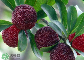 楊梅為什么有蟲(chóng)子？楊梅有蟲(chóng)能吃嗎？
