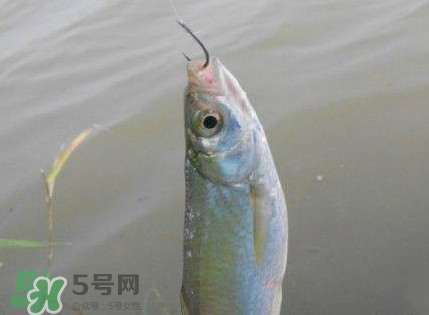 白條魚怎么釣？如何釣白條魚技巧