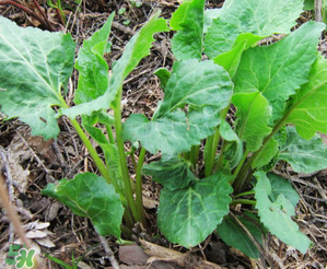 大耳毛野菜怎么吃？大耳毛野菜的做法
